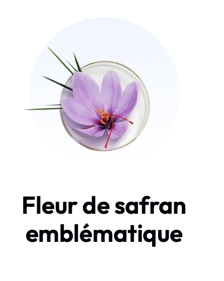 La culture du Safran au Maroc